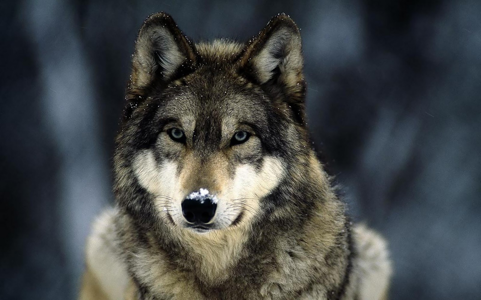 Beautiful Wolf Photography Wallpapers