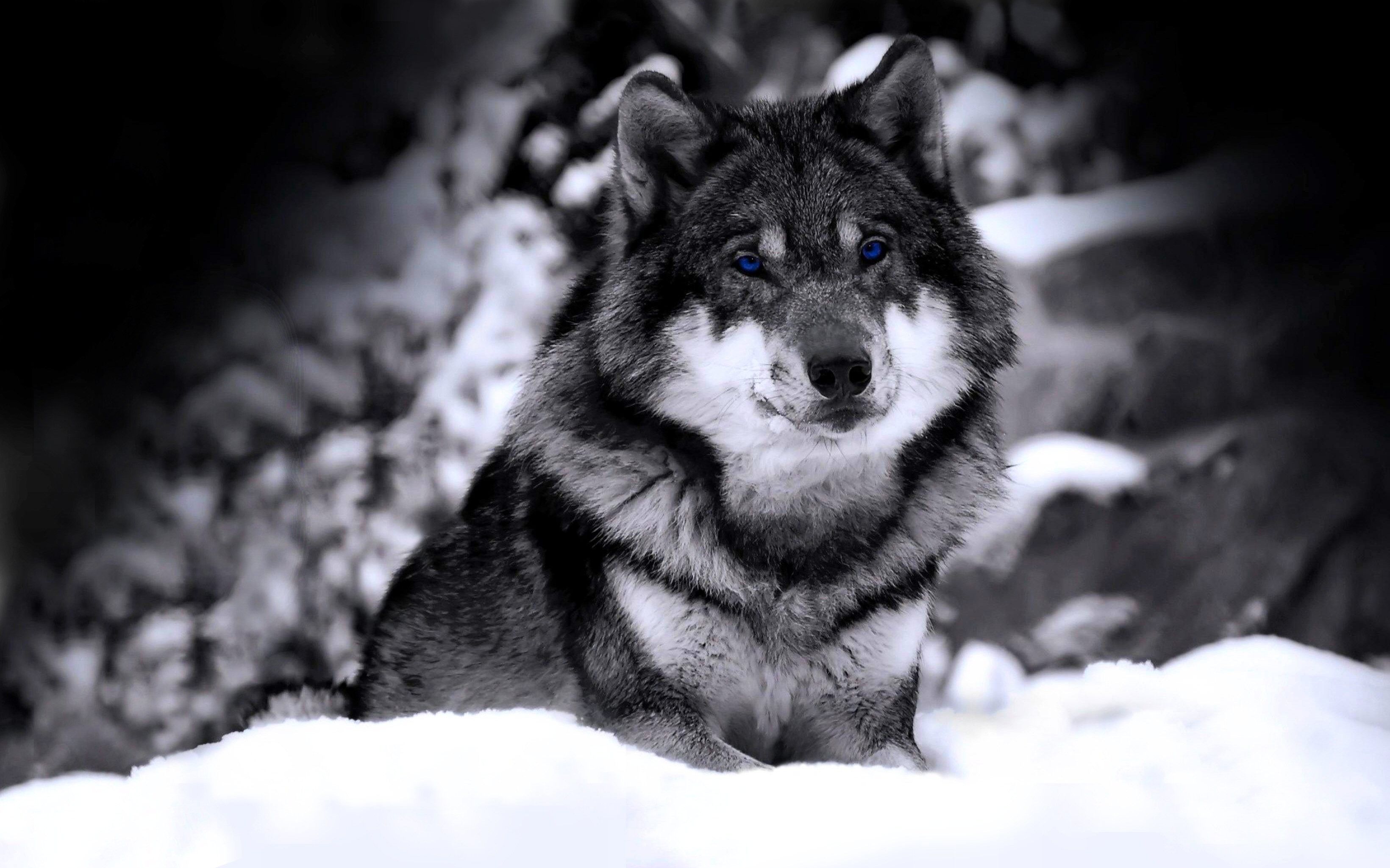 Beautiful Wolf Photography Wallpapers