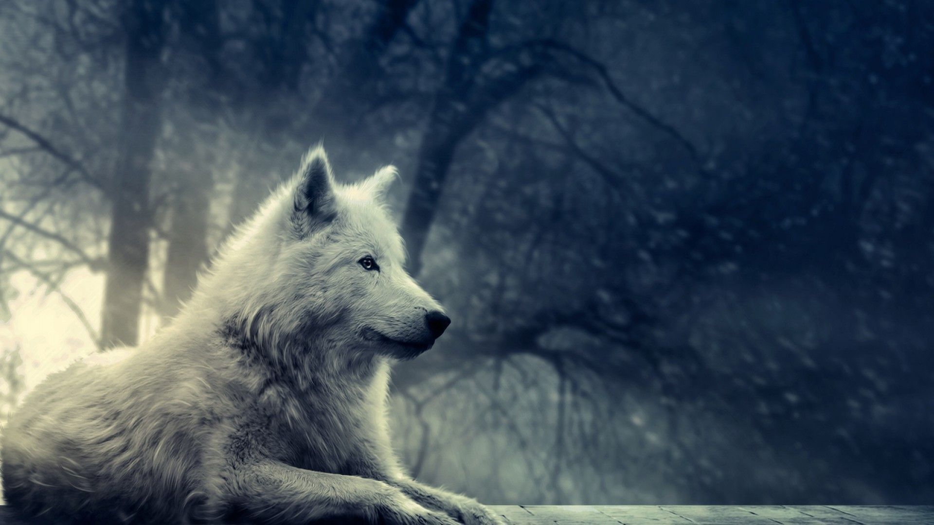 Beautiful Wolf Photography Wallpapers