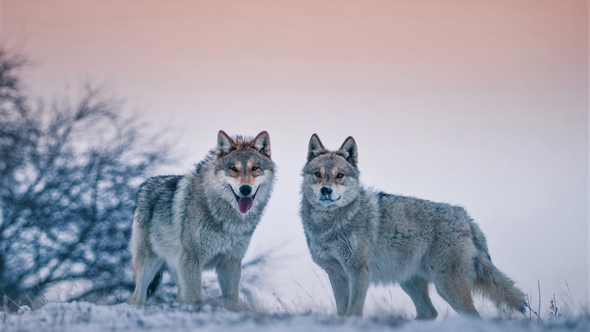 Beautiful Wolf Photography Wallpapers