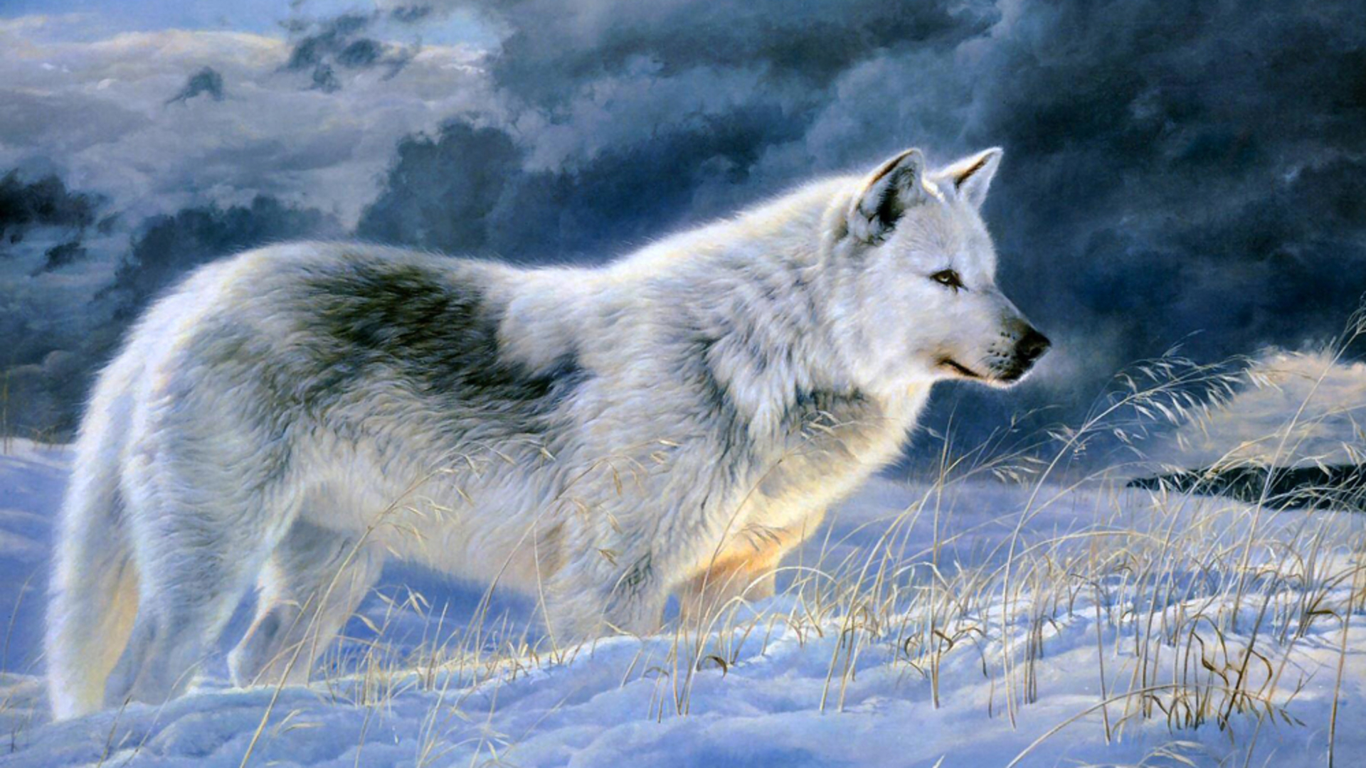 Beautiful Wolf Photography Wallpapers