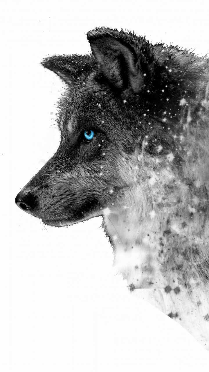 Beautiful Wolf Photography Wallpapers