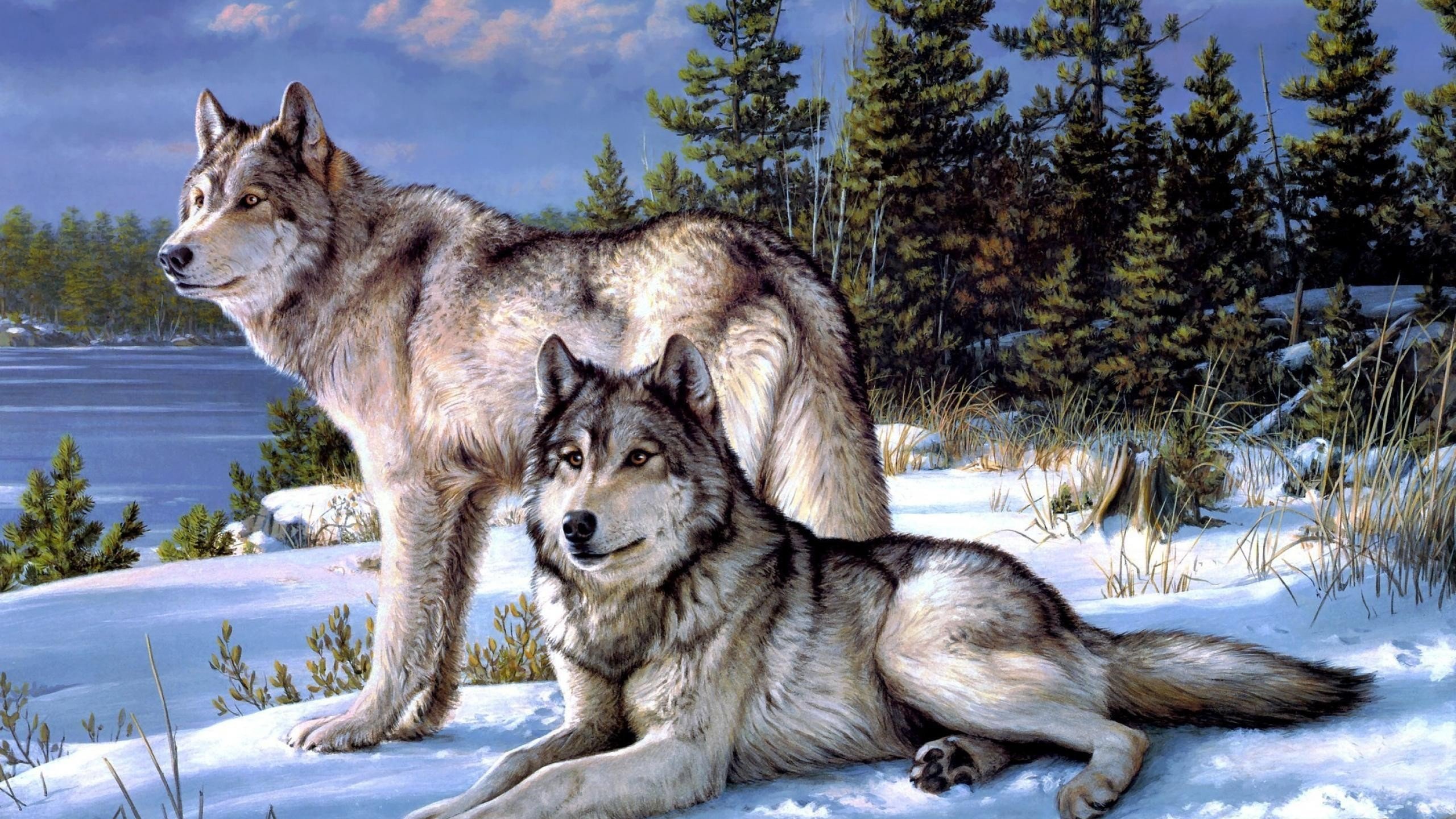 Beautiful Wolf Photography Wallpapers