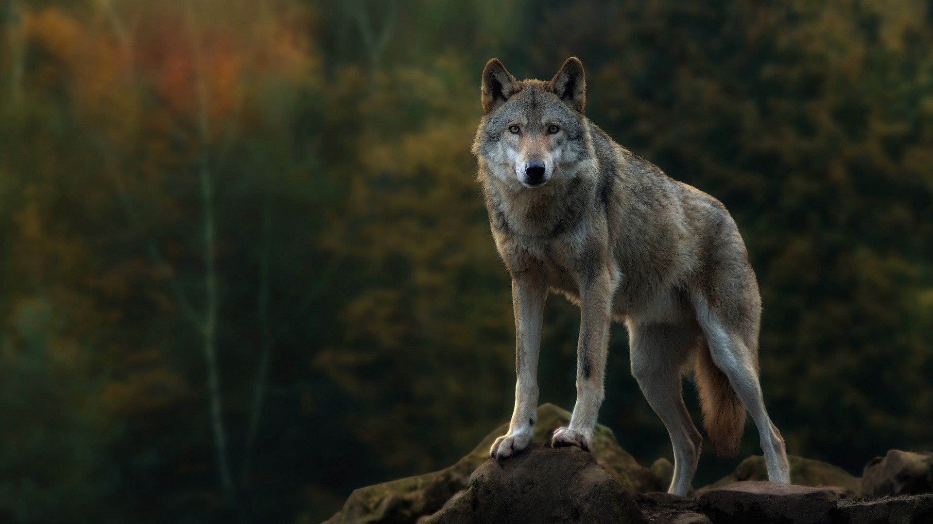 Beautiful Wolf Photography Wallpapers