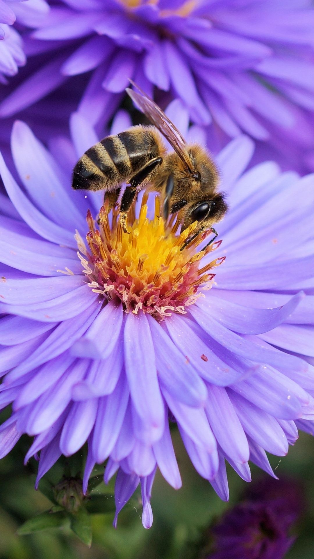 Bee And Flower Wallpapers