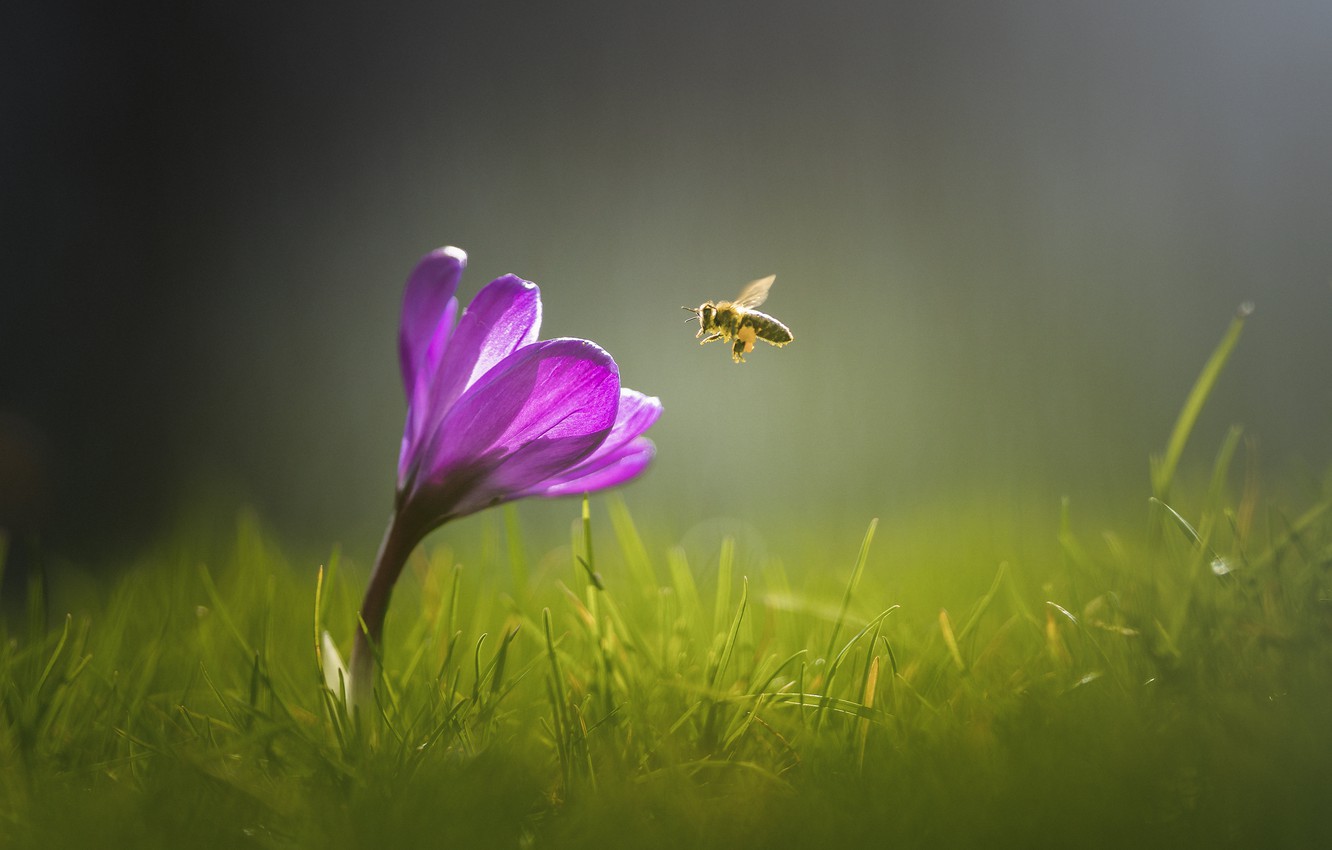 Bee And Flower Wallpapers
