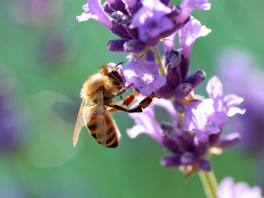 Bee And Flower Wallpapers