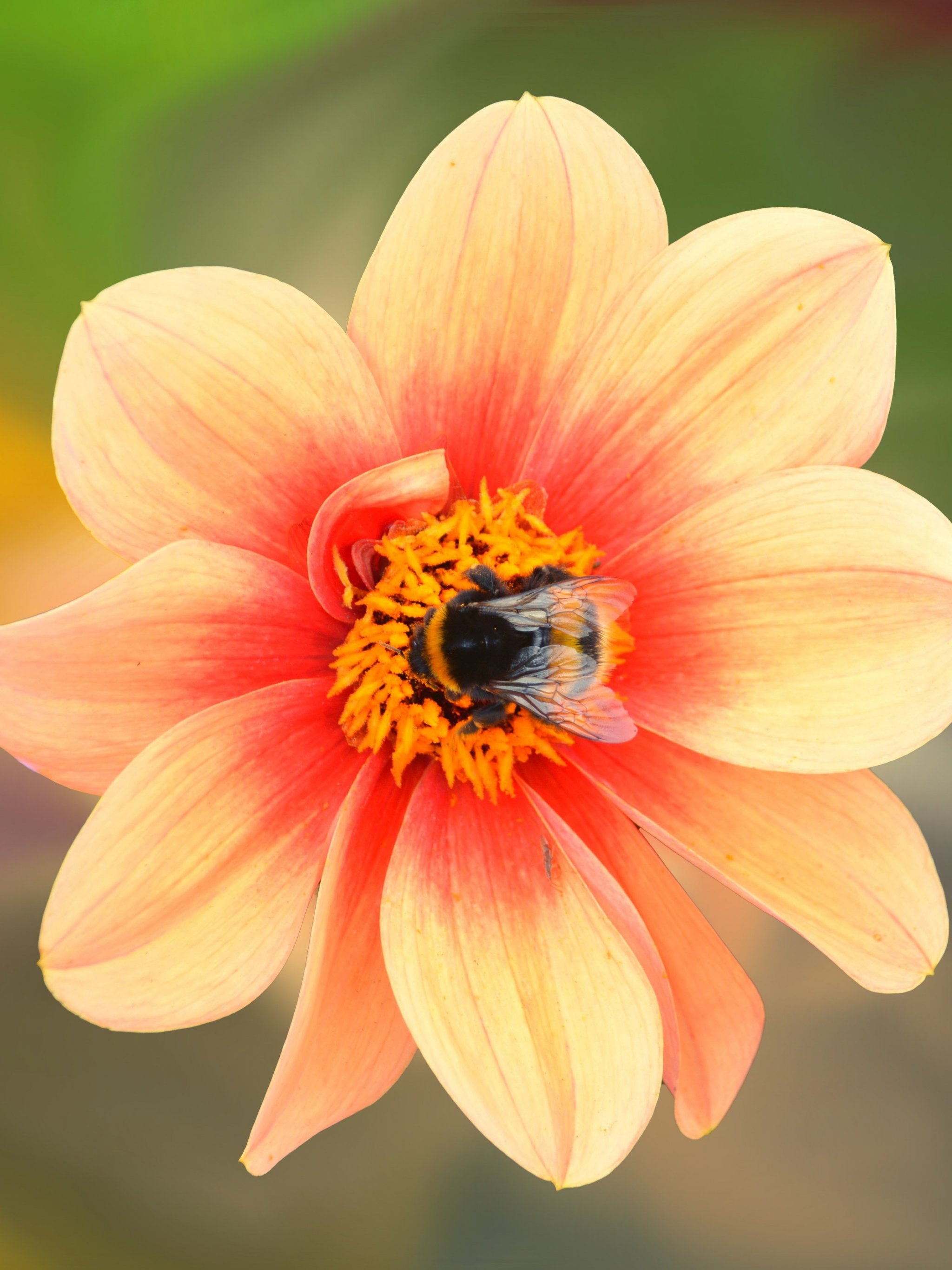 Bee And Flower Wallpapers