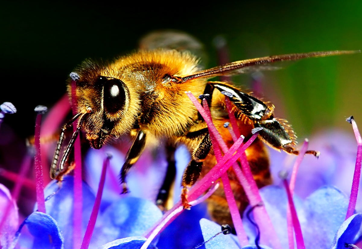 Bee Desktop Wallpapers
