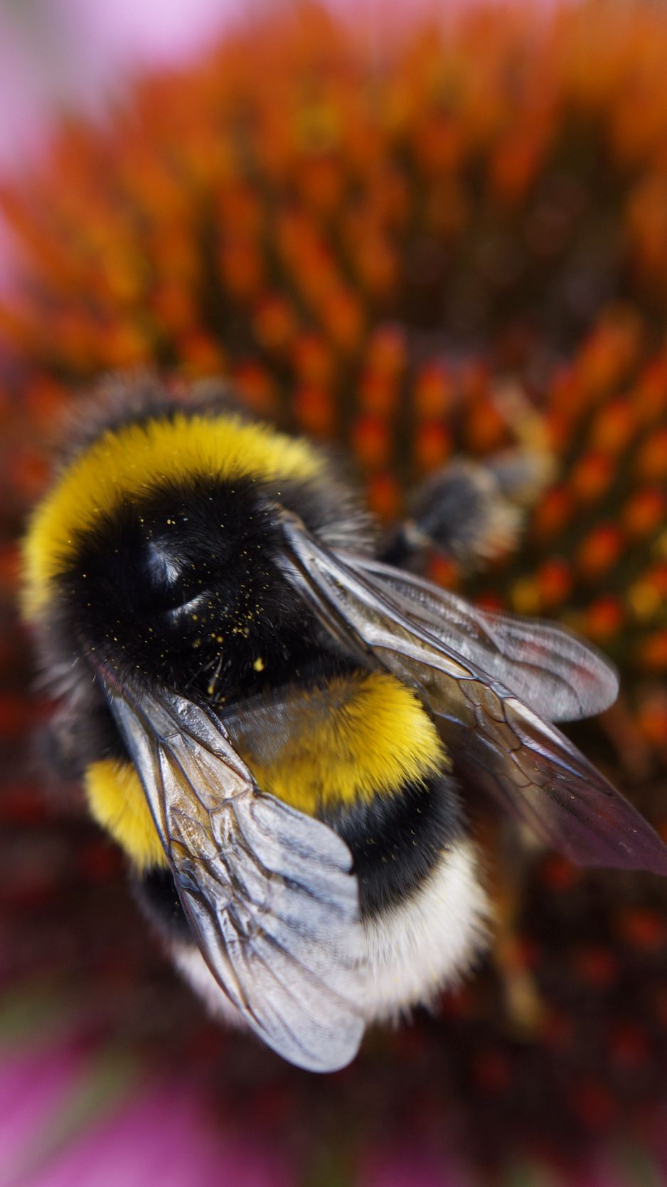 Bee Iphone Wallpapers