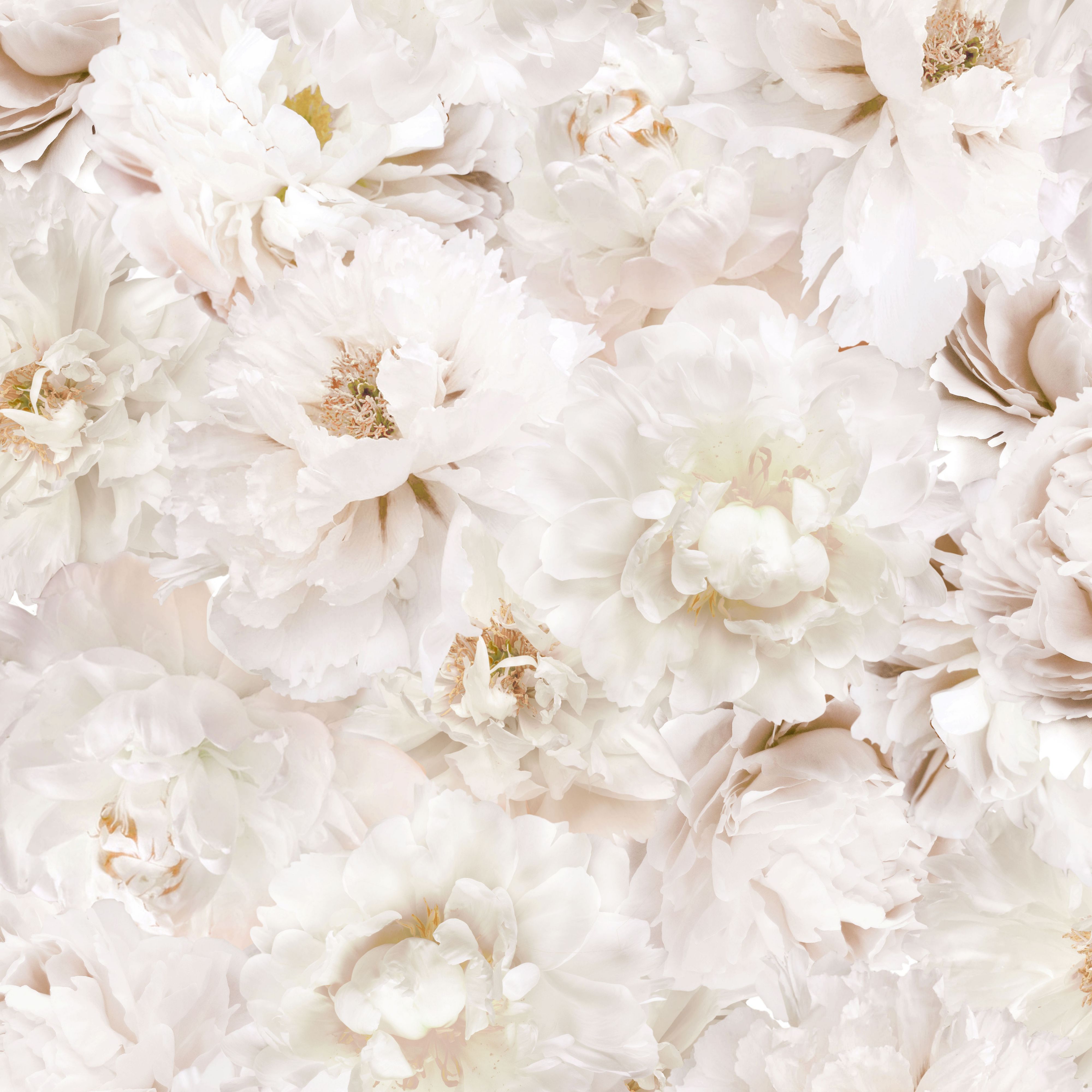 Beige Flowers Wallpapers