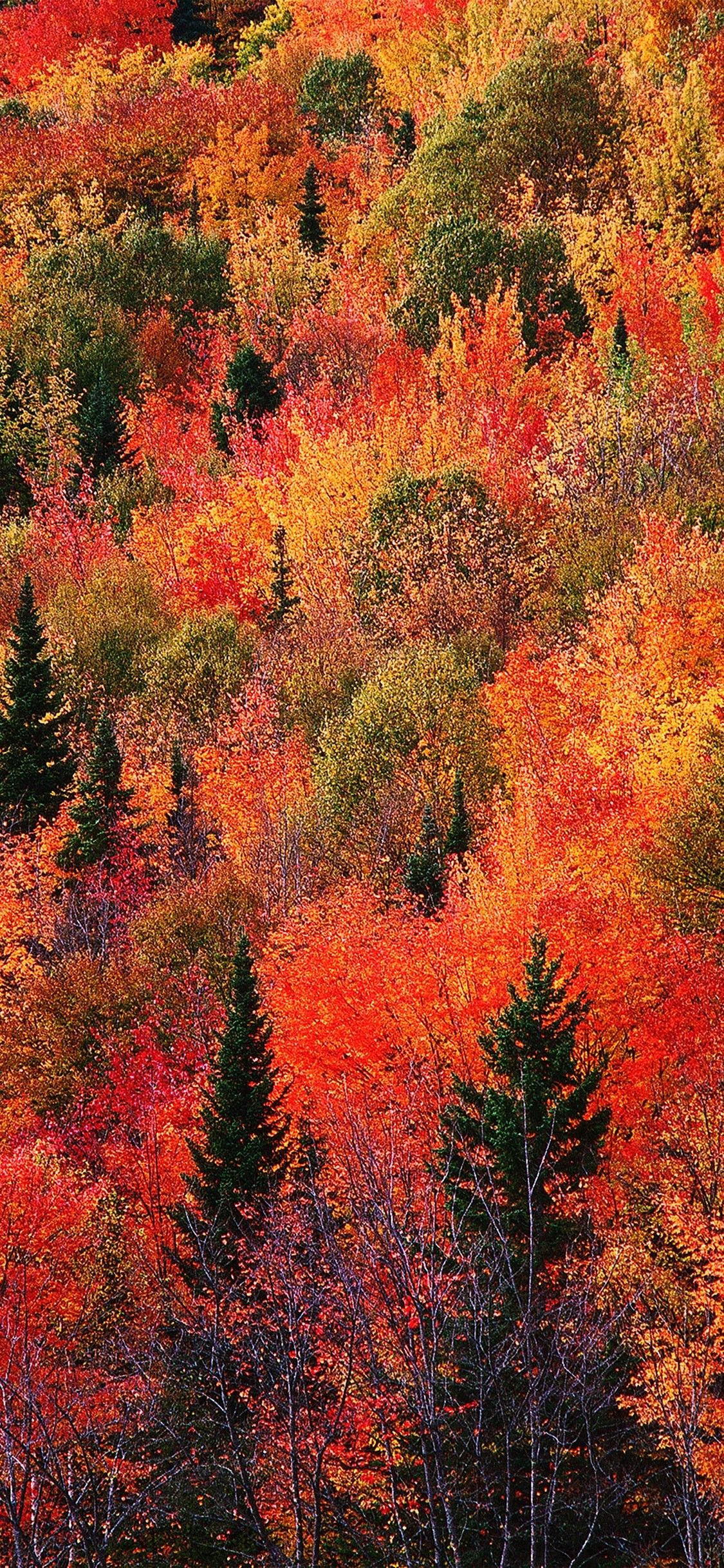 Best Autumn Wallpapers