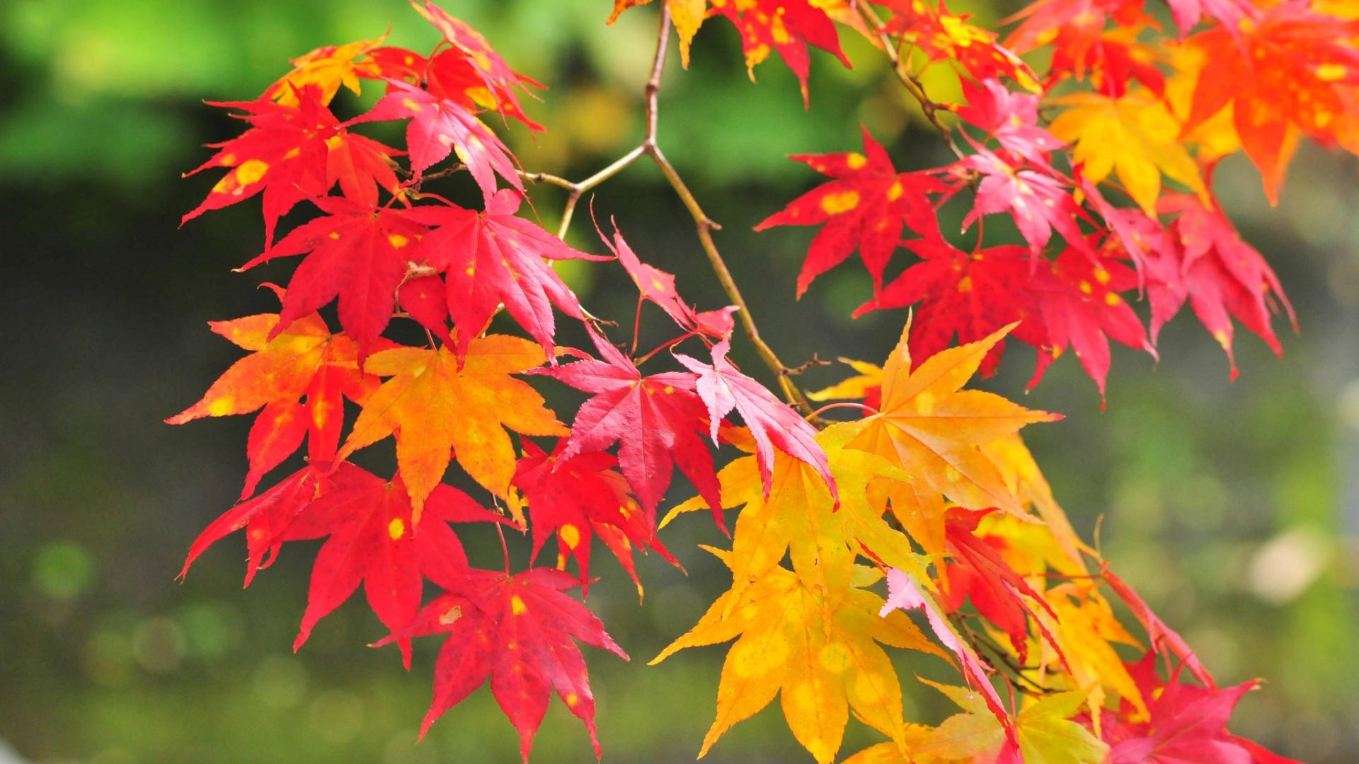 Best Autumn Wallpapers