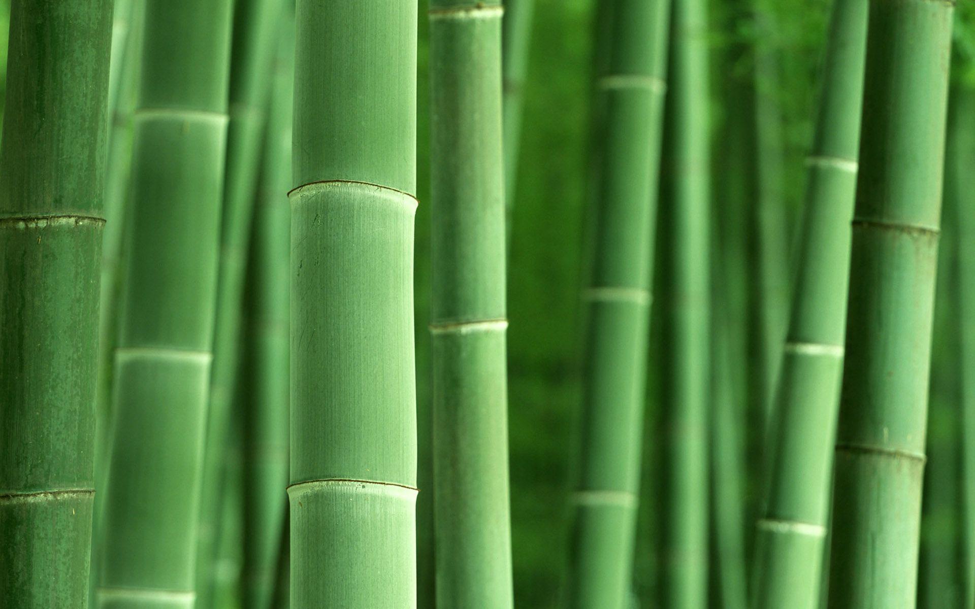 Best Bamboo Wallpapers