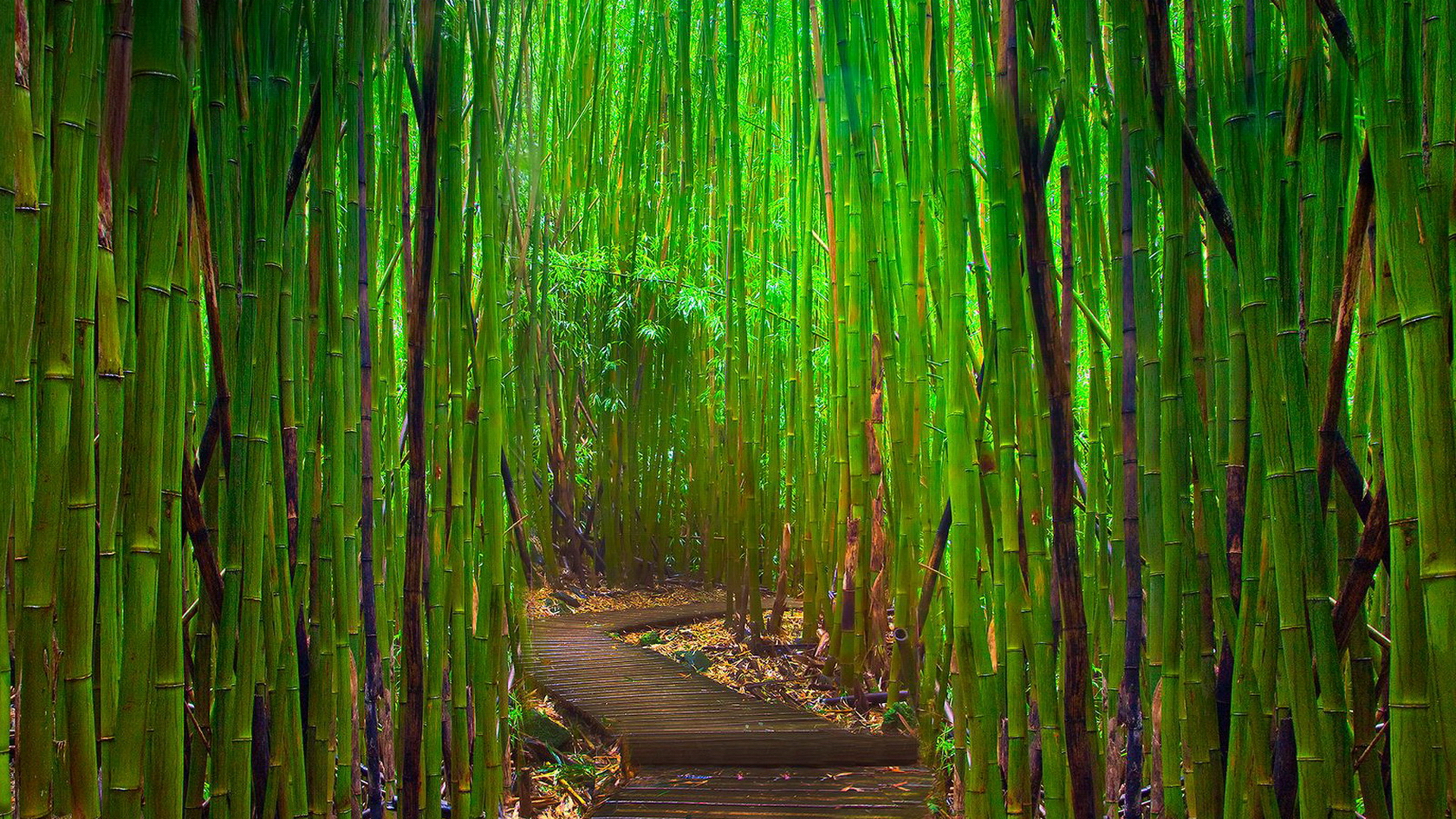 Best Bamboo Wallpapers