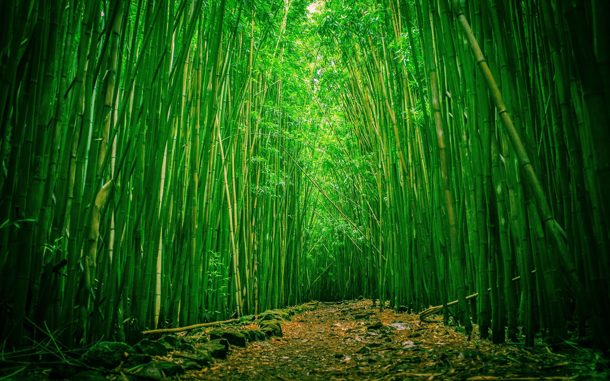 Best Bamboo Wallpapers