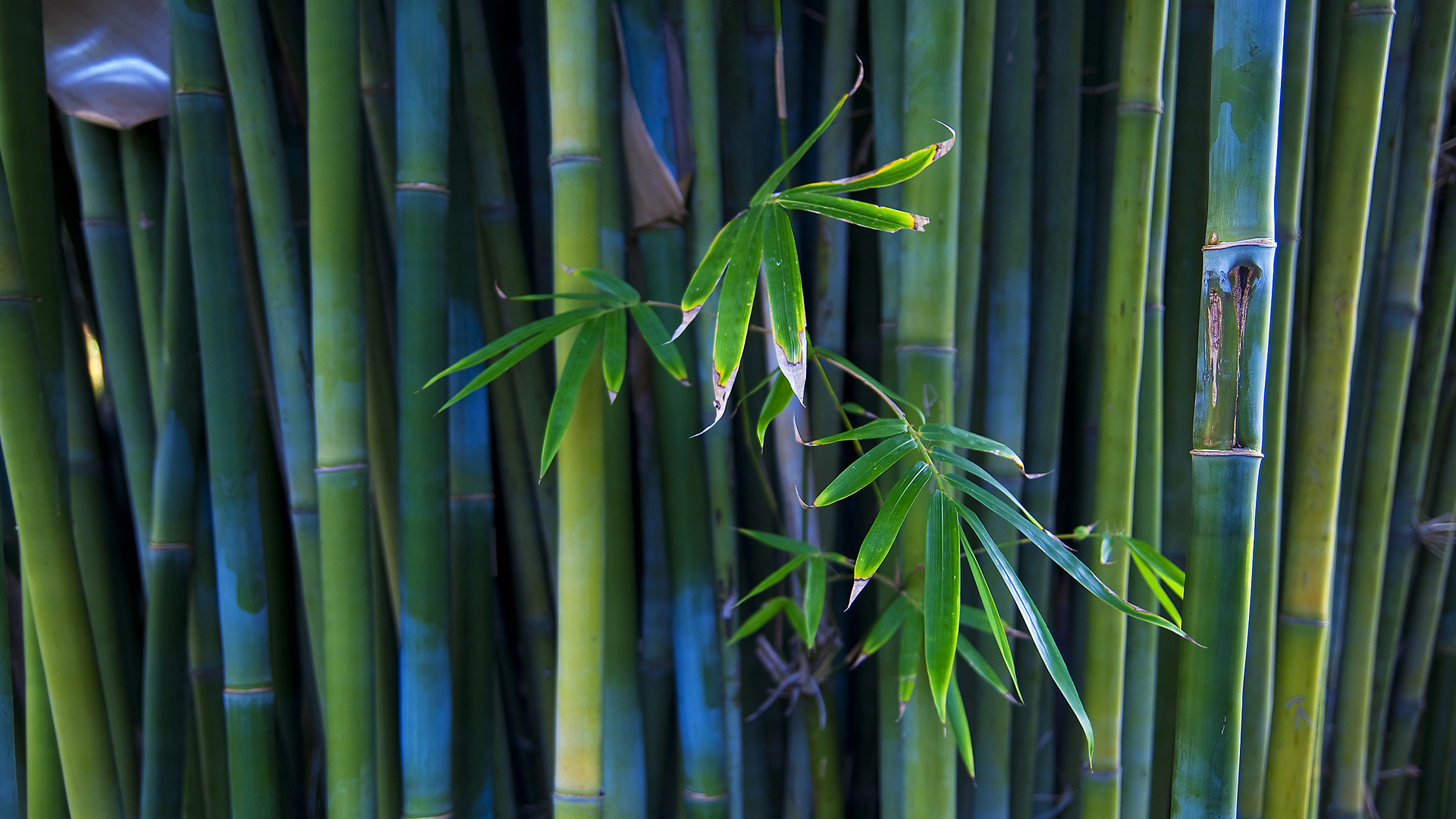 Best Bamboo Wallpapers