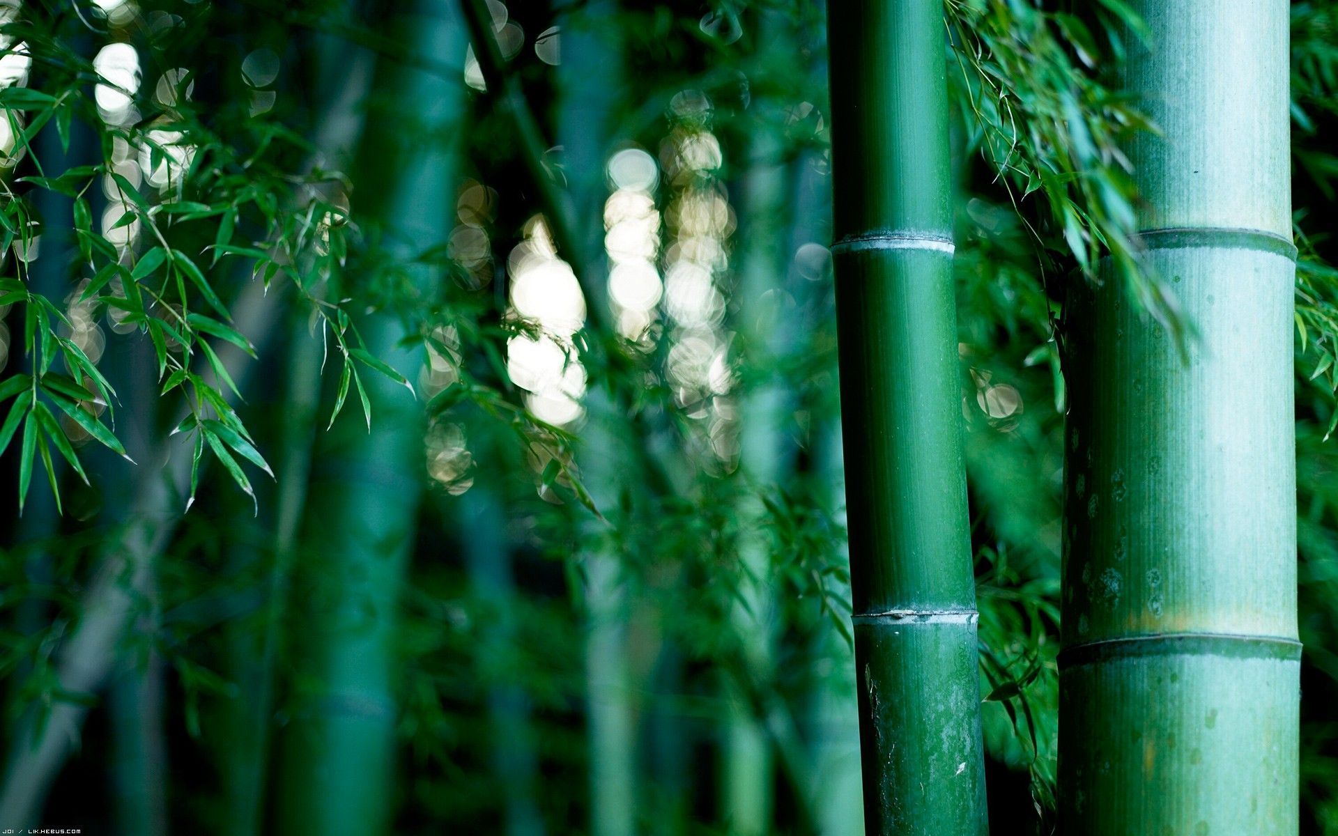 Best Bamboo Wallpapers