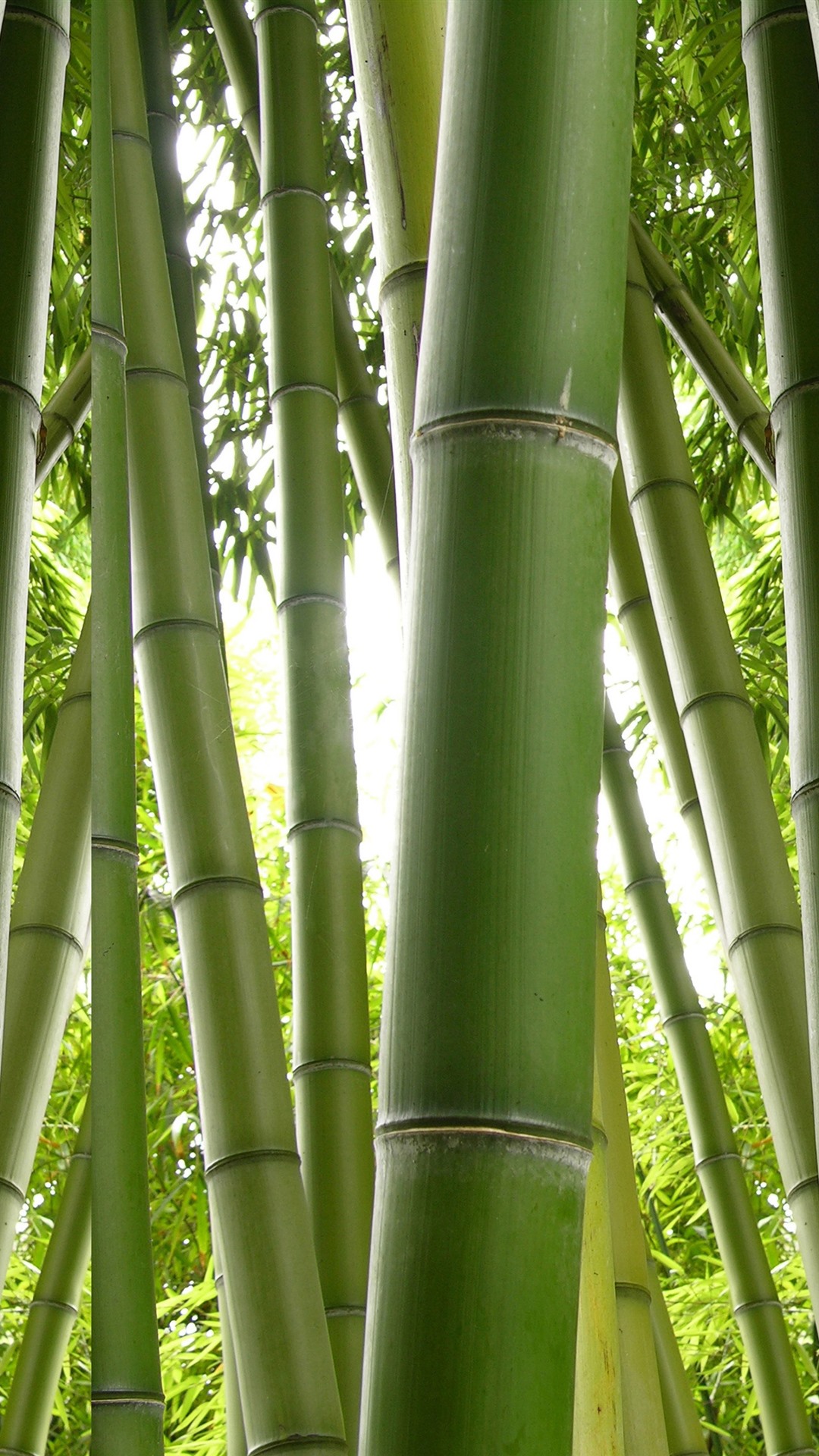 Best Bamboo Wallpapers