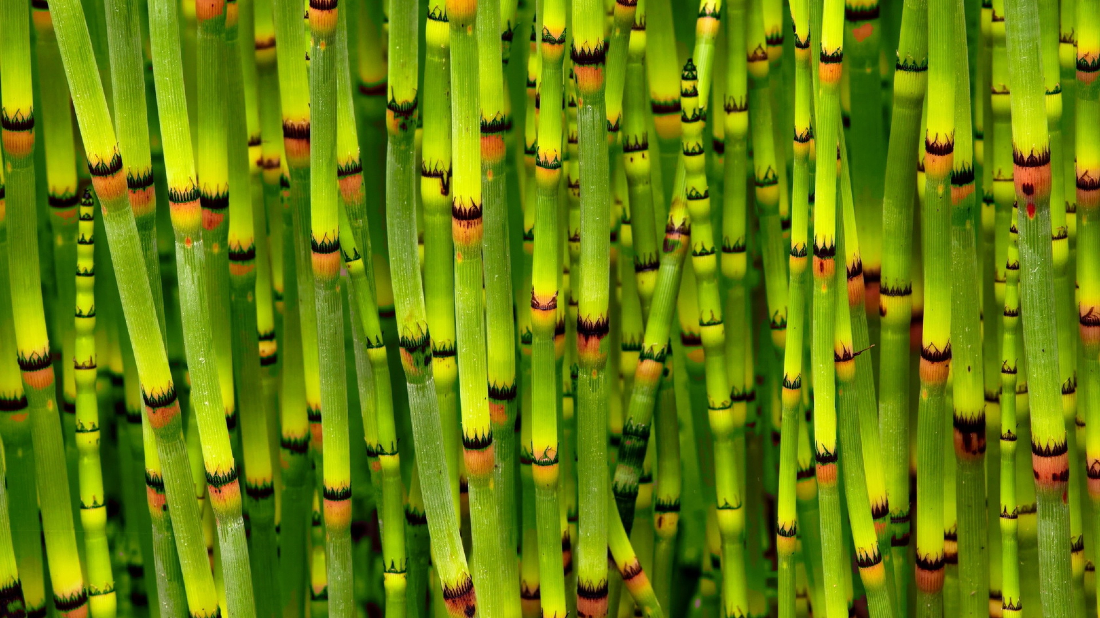 Best Bamboo Wallpapers