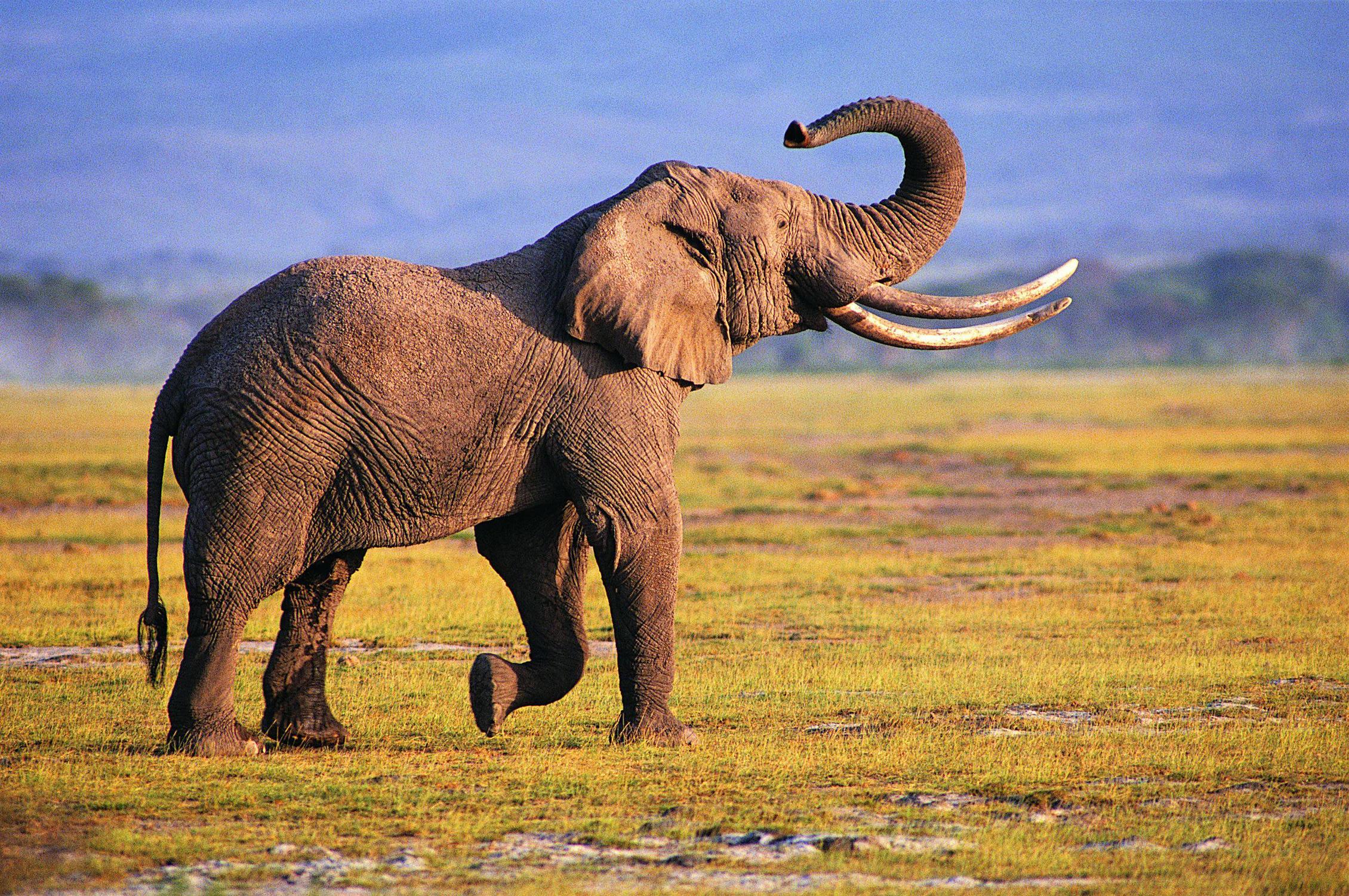 Best Elephant Wallpapers