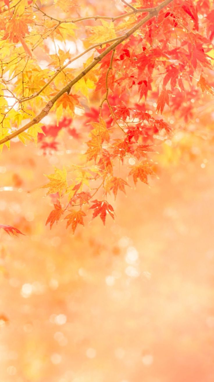 Best Fall Wallpapers