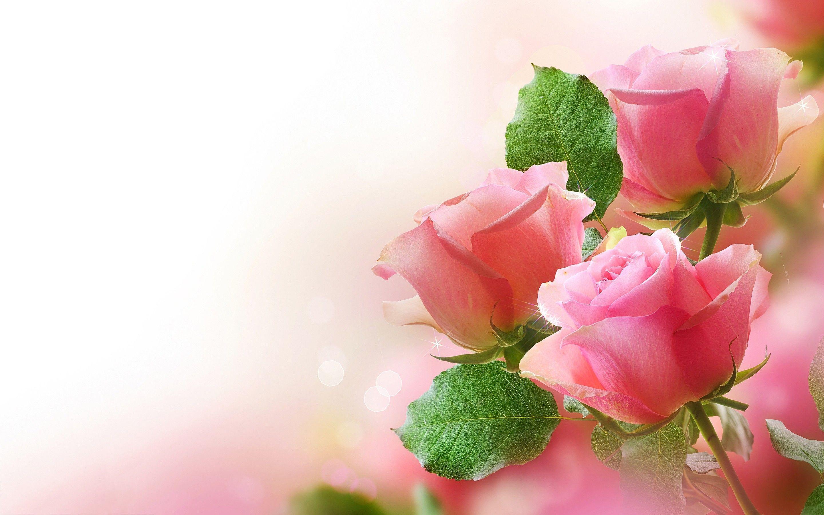 Best Roses Wallpapers