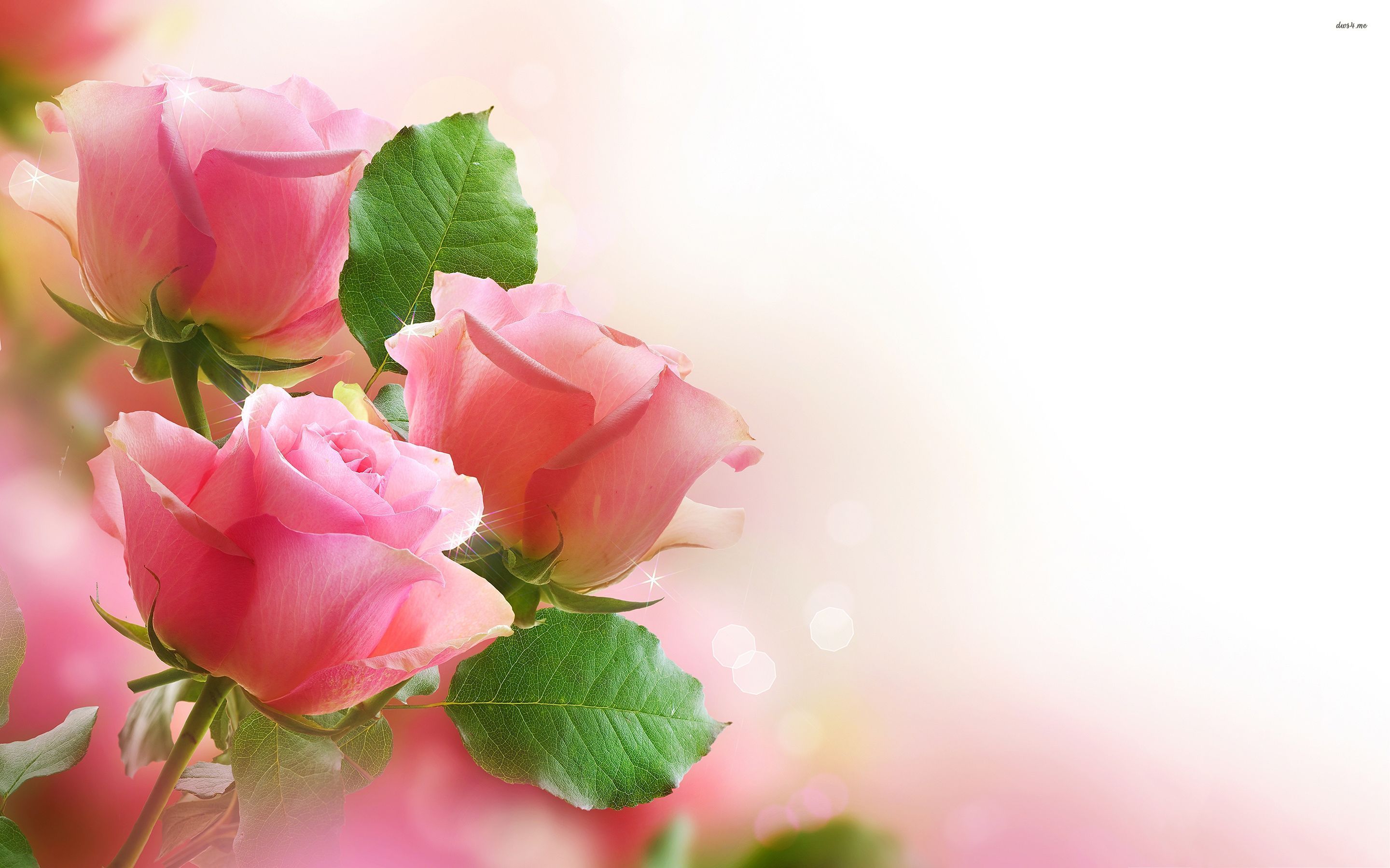 Best Roses Wallpapers