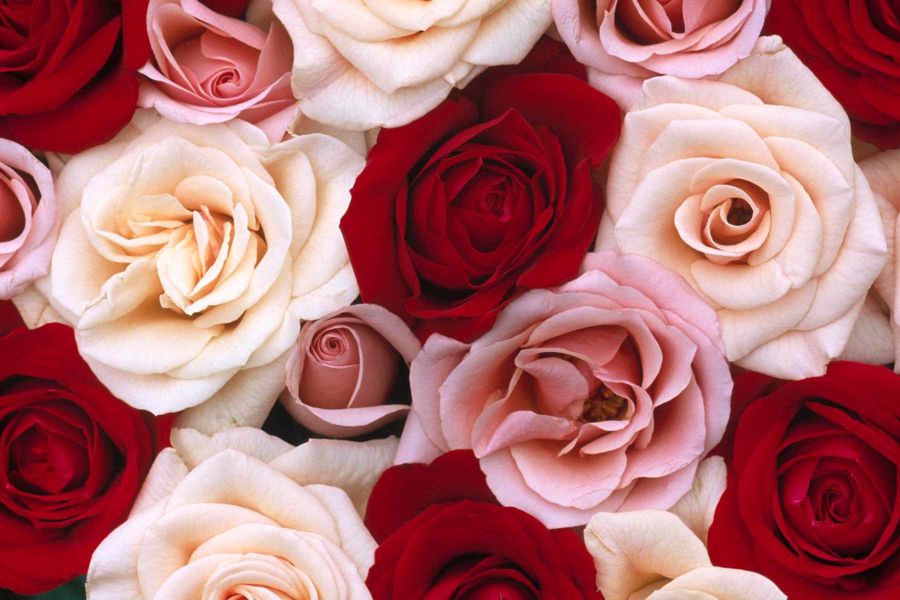 Best Roses Wallpapers