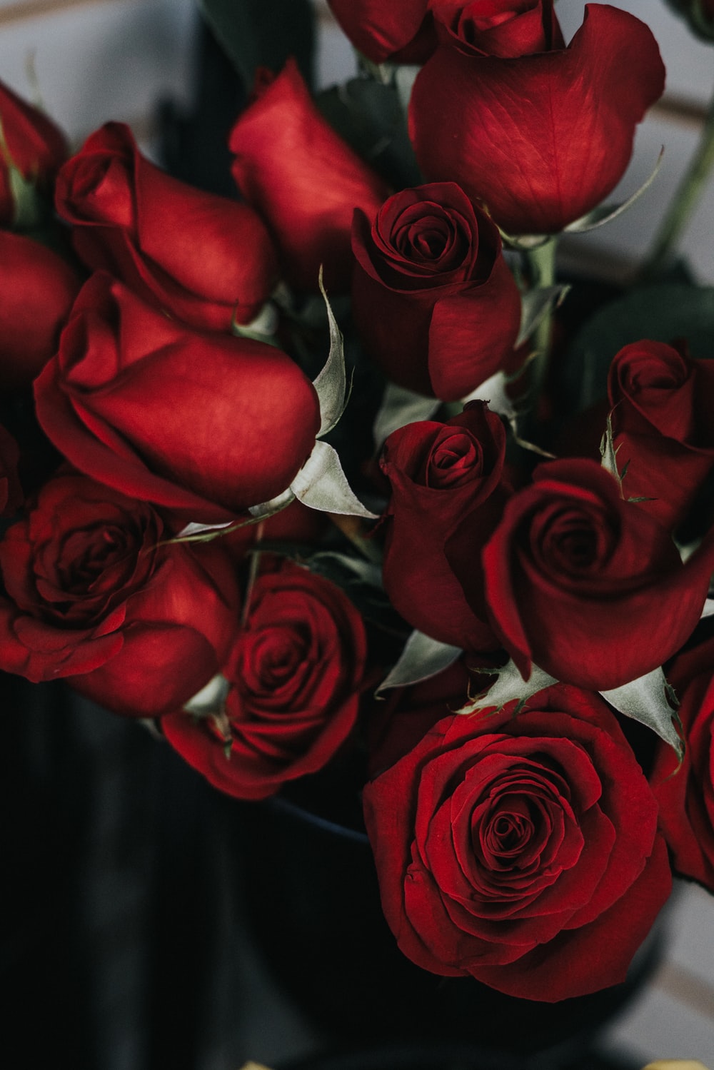 Best Roses Wallpapers