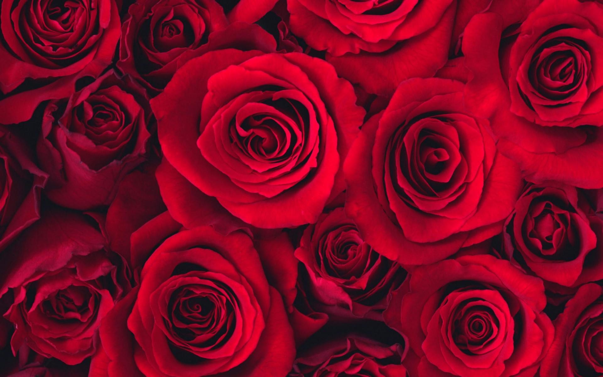 Best Roses Wallpapers