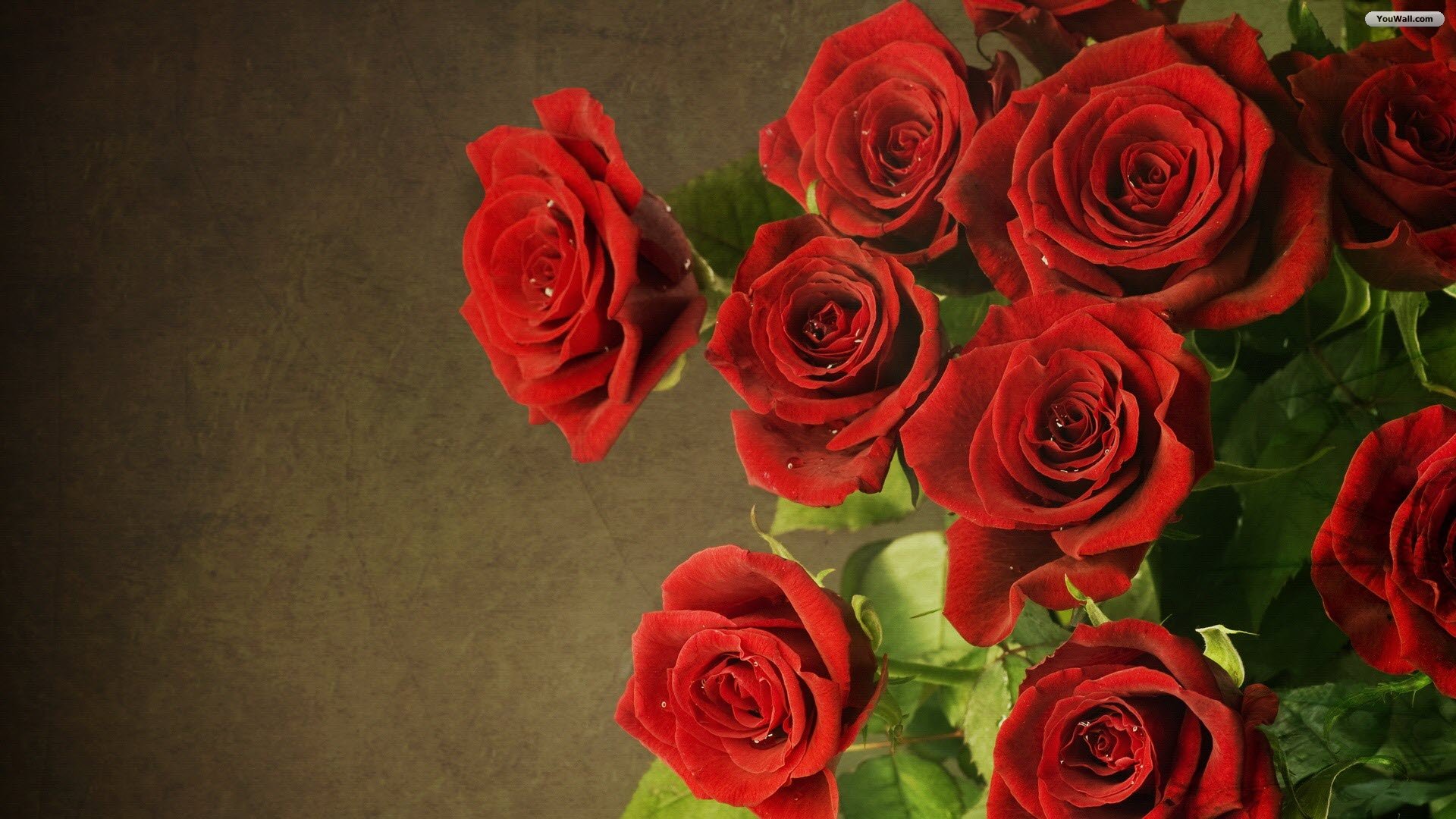 Best Roses Wallpapers