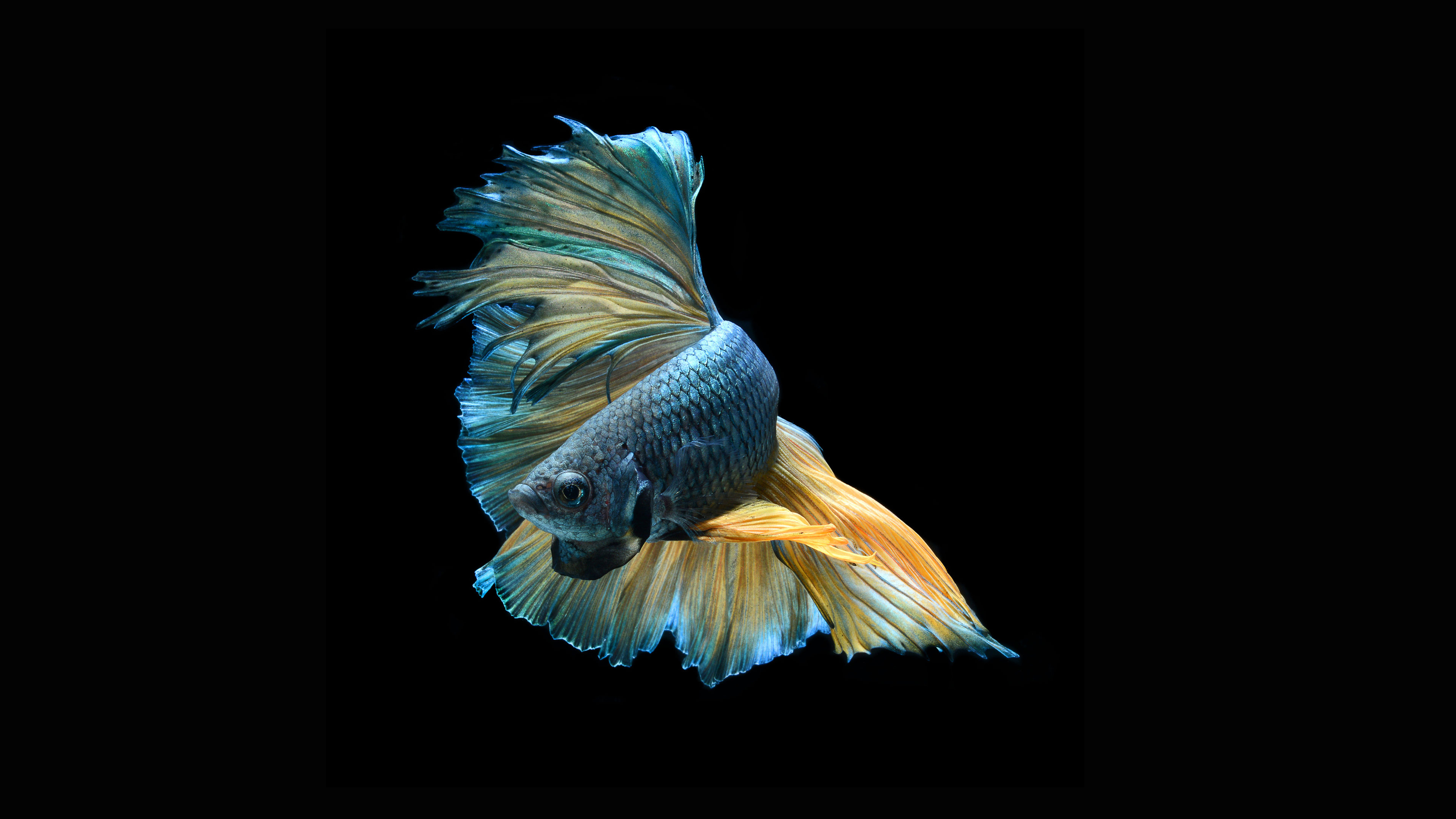 Betta Fish Wallpapers