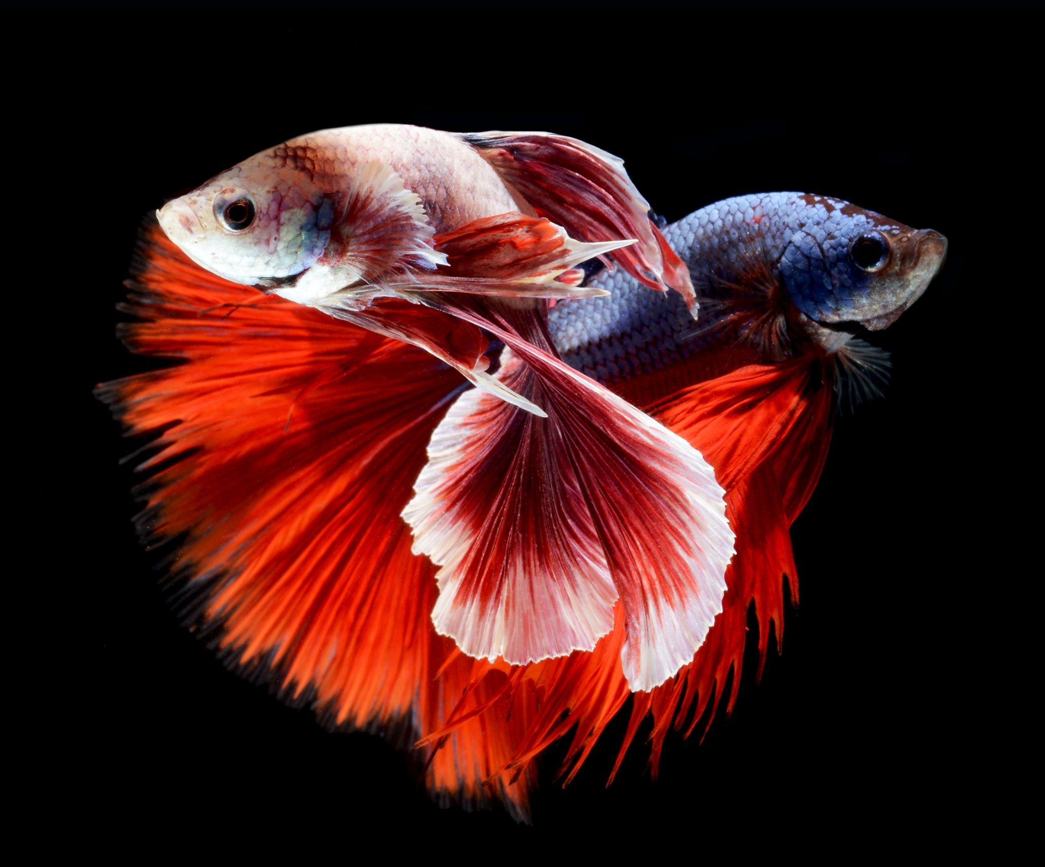 Betta Fish Wallpapers