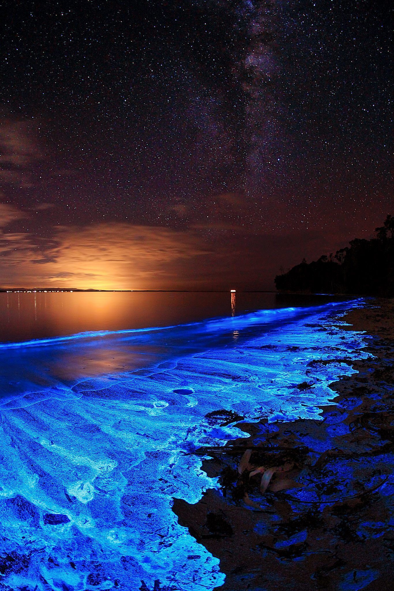 Bioluminescence Wallpapers