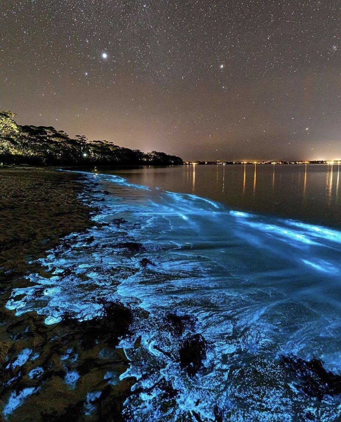 Bioluminescence Wallpapers