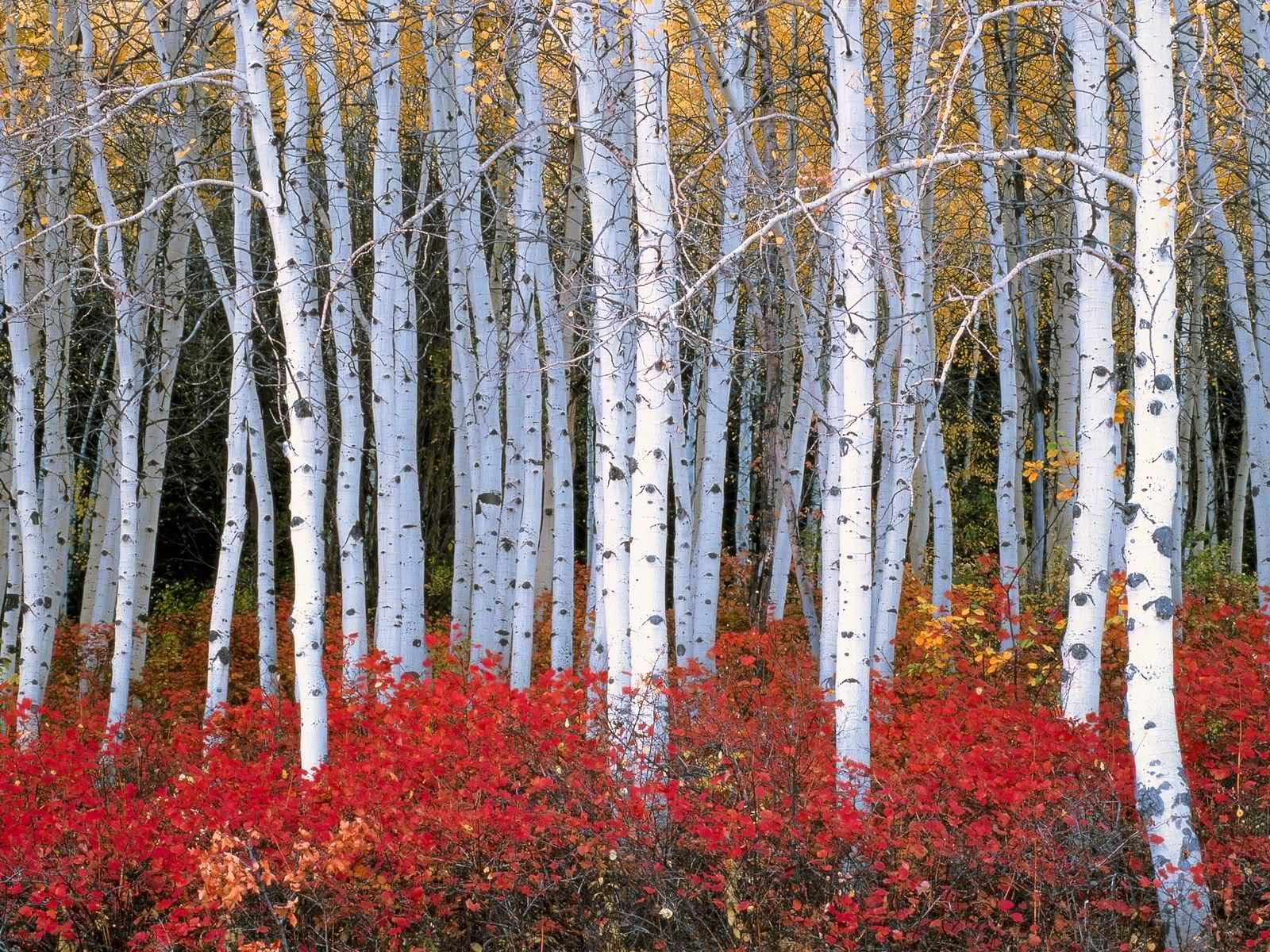 Birch Tree Forest Wallpapers