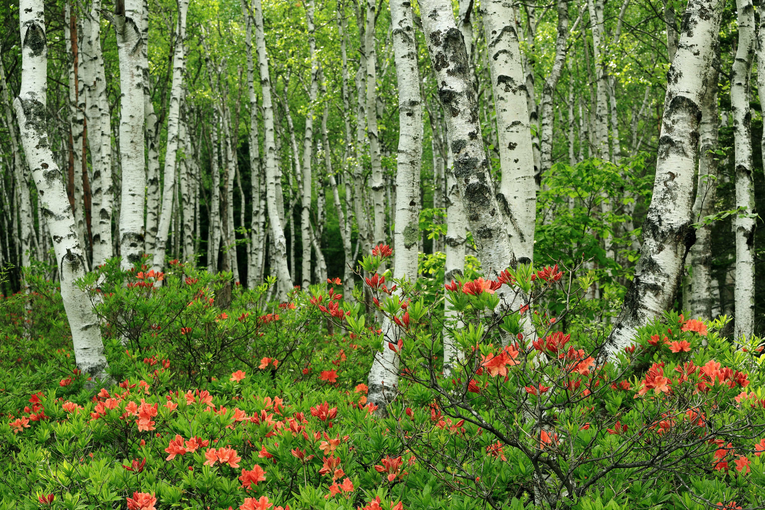 Birch Tree Forest Wallpapers