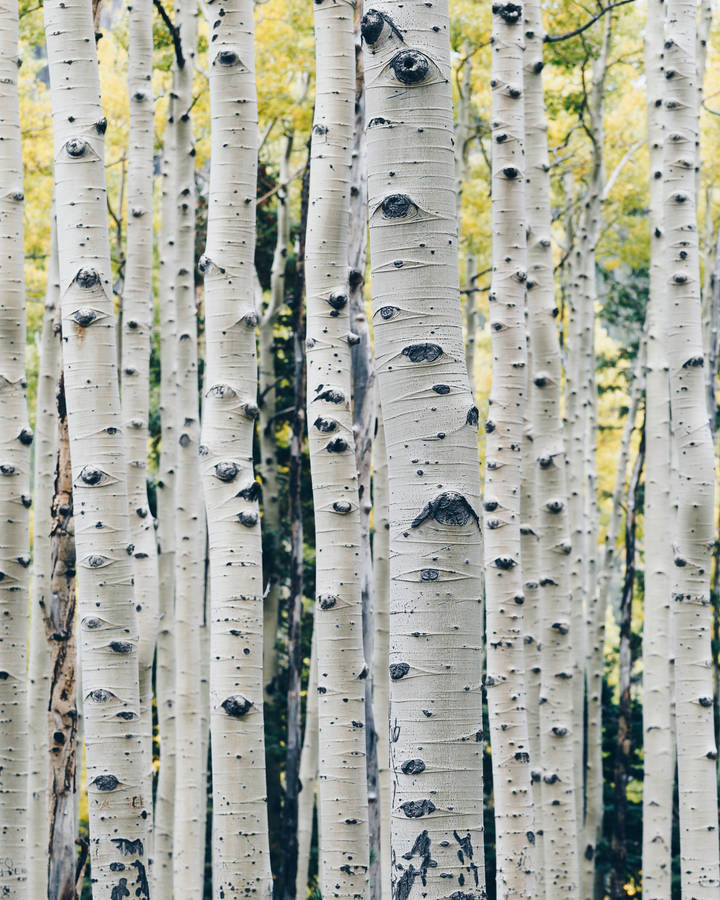 Birch Tree Forest Wallpapers