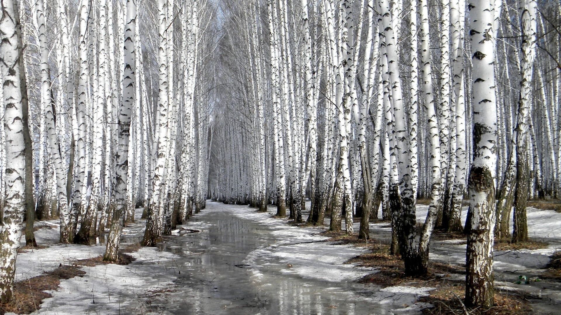 Birch Tree Forest Wallpapers