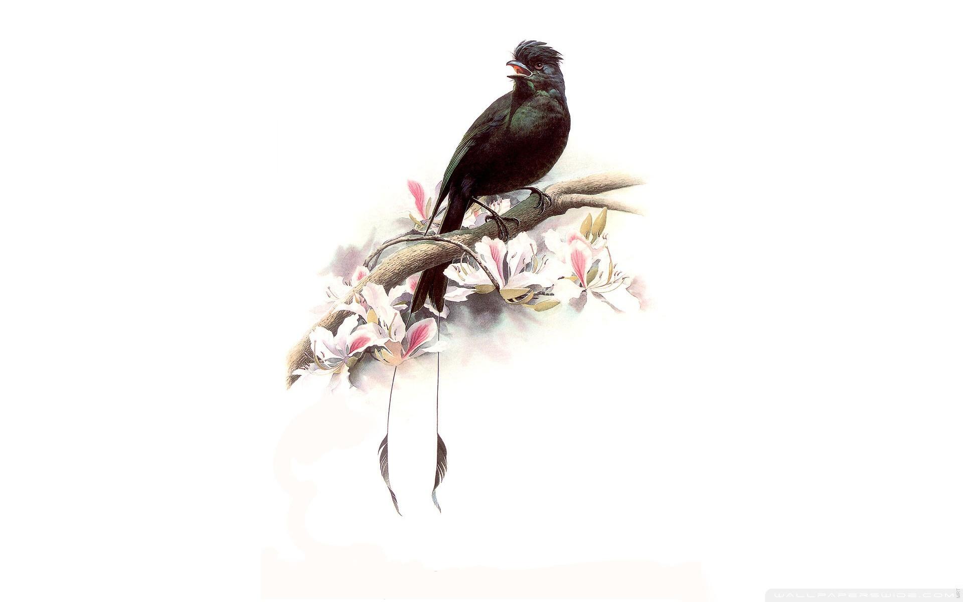 Bird Painting Images Wallpapers