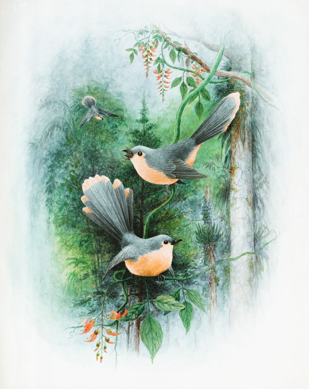 Bird Painting Images Wallpapers