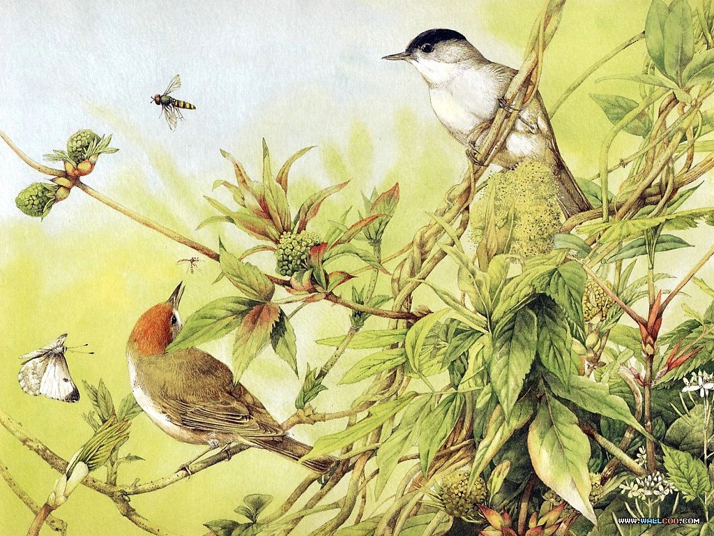 Bird Painting Images Wallpapers