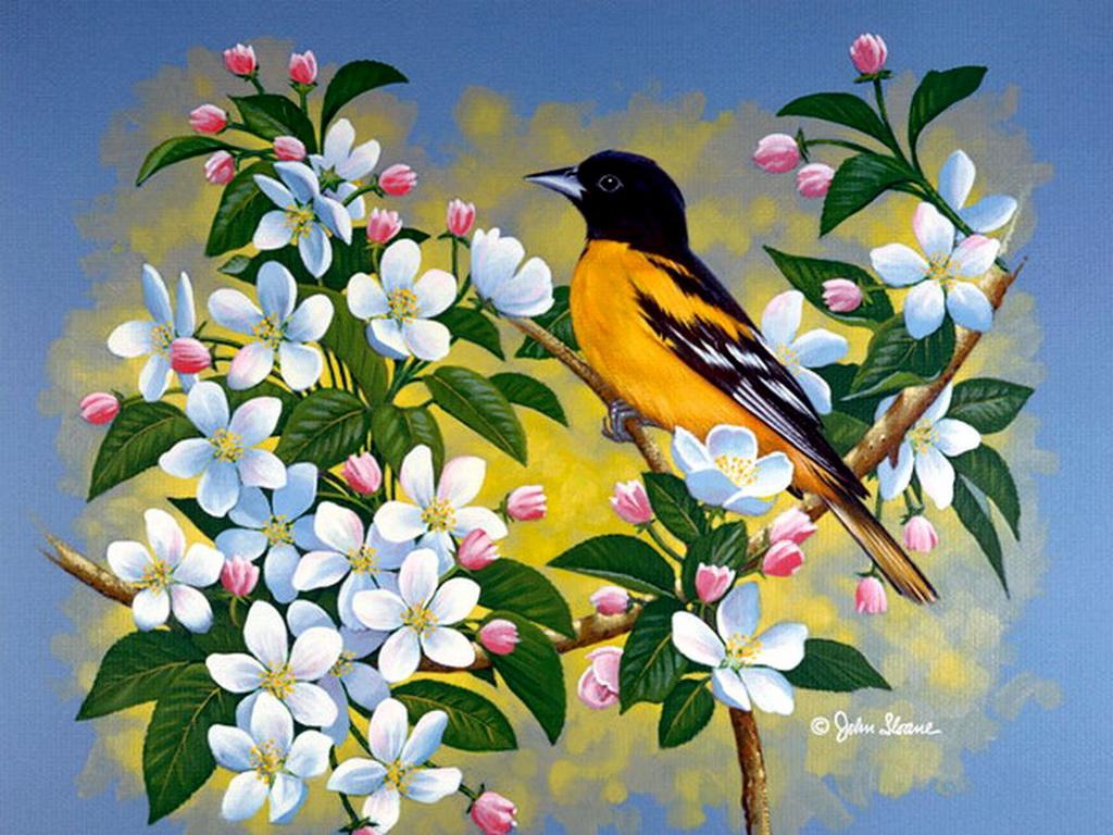 Bird Painting Images Wallpapers