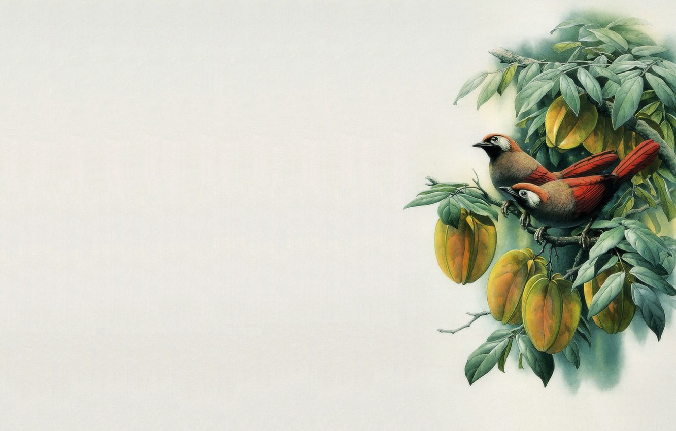 Bird Painting Images Wallpapers