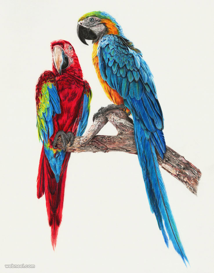 Bird Painting Images Wallpapers