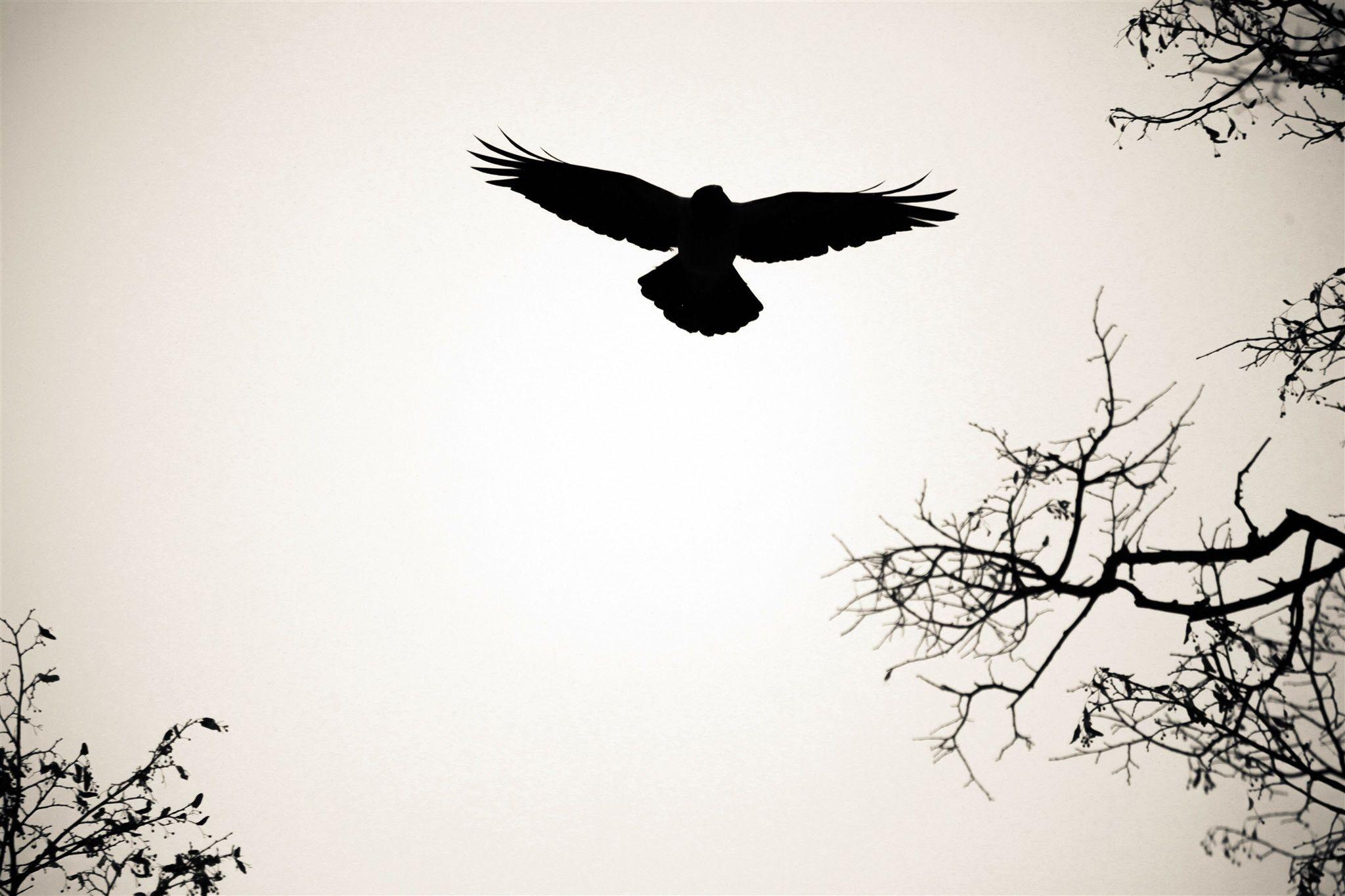 Bird Silhouette Wallpapers