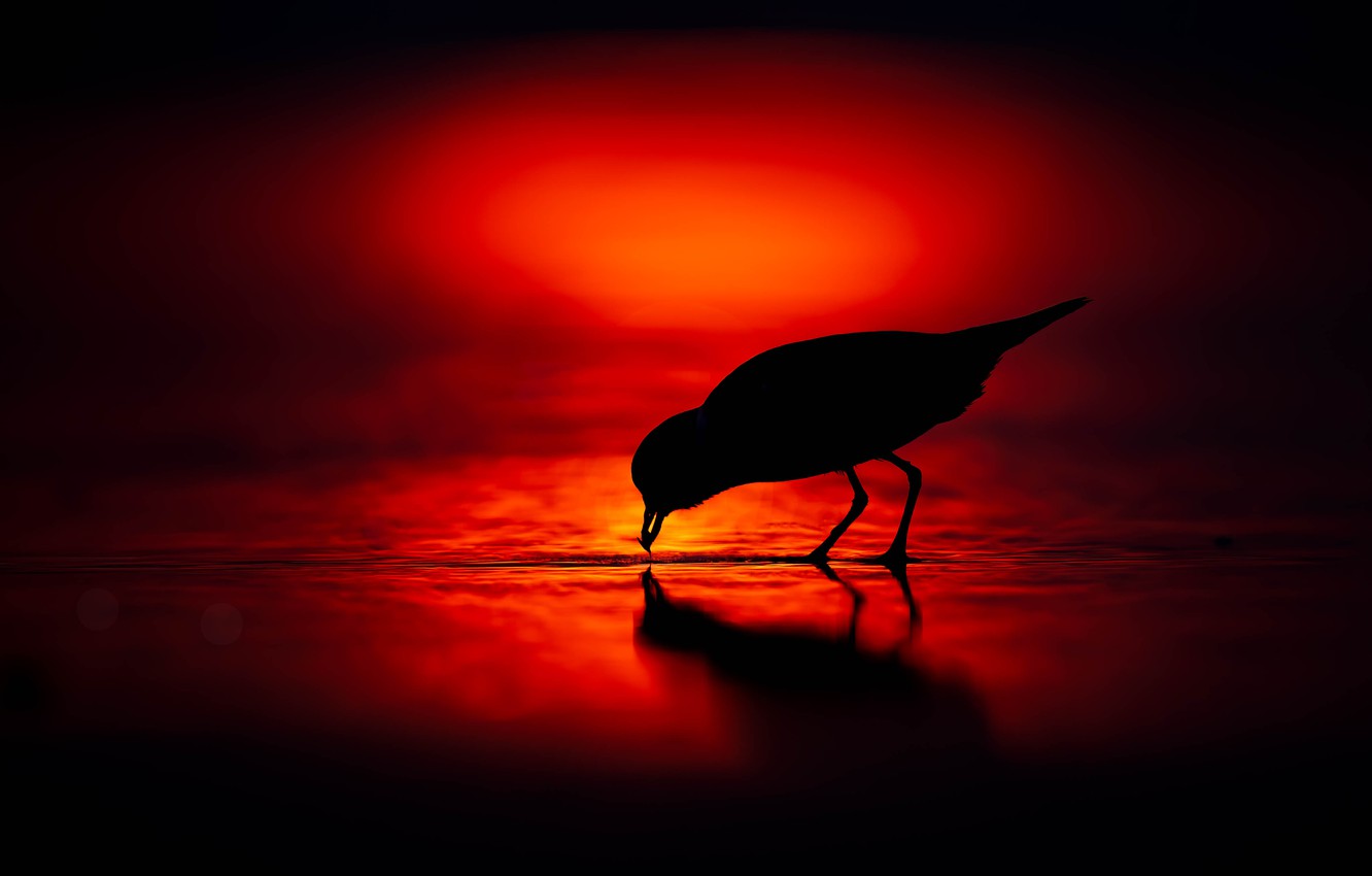 Bird Silhouette Wallpapers