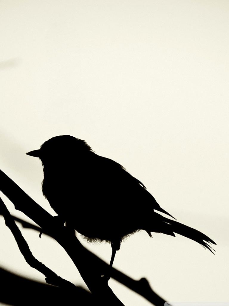 Bird Silhouette Wallpapers