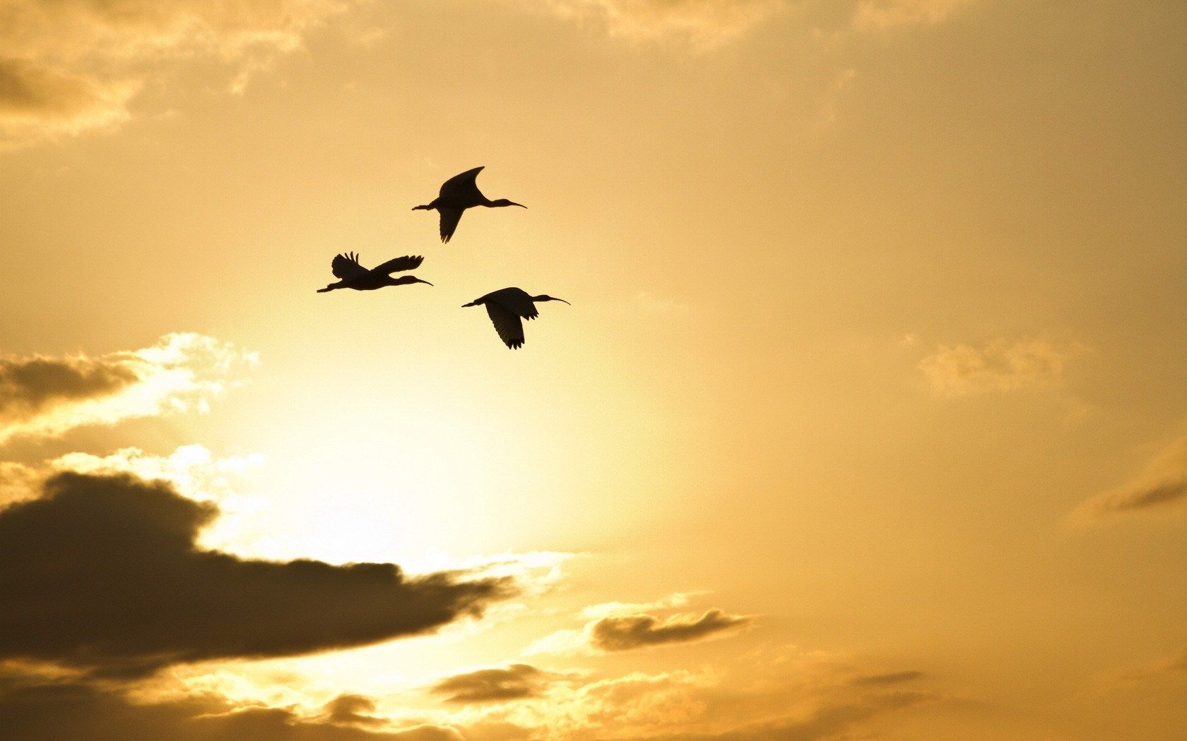 Birds And Clouds Wallpapers